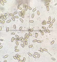 Pseudosperma friabile