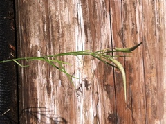Asclepias linearis