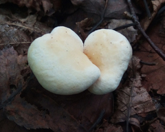 Hydnum subtilior