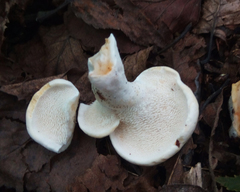 Hydnum subtilior
