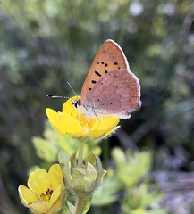 Tharsalea dorcas claytoni