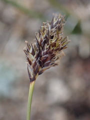 Carex phaeocephala