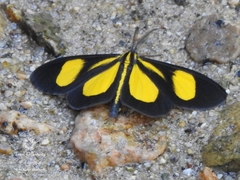 Smicropus intercepta