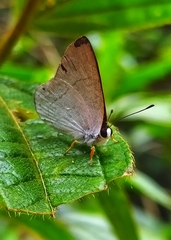 Euselasia eupatra