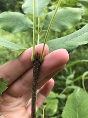 Fraxinus pennsylvanica subintegerrima