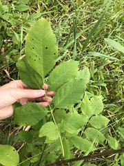 Fraxinus pennsylvanica subintegerrima