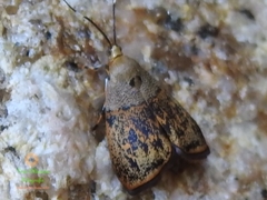 Rhobonda gaurisana