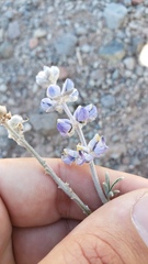 Lupinus meionanthus