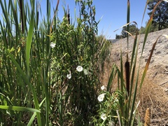 Calystegia sepium limnophila