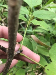 Fraxinus pennsylvanica subintegerrima