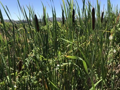 Calystegia sepium limnophila