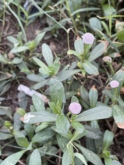 Spilanthes leiocarpa