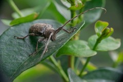 Lochmaeocles cornuticeps