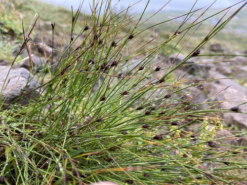 sitina trojzárezová (Oreojuncus trifidus)