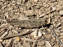 Trimerotropis gracilis