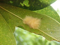 Neuroterus laurifoliae