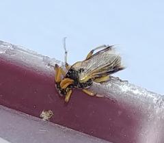 Ripiphorus rex