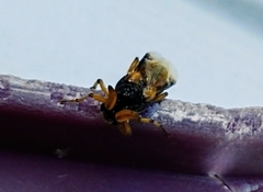 Ripiphorus rex