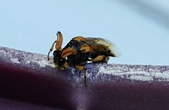 Ripiphorus rex