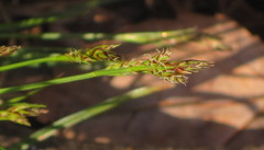 Carex reznicekii