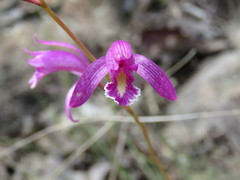 Bletia greenwoodiana