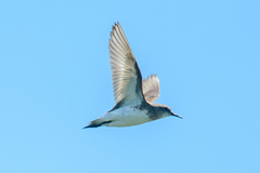 Calidris fuscicollis