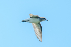 Calidris fuscicollis