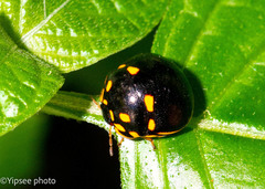 Paracopta duodecimpunctata