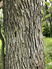 Fraxinus pennsylvanica subintegerrima