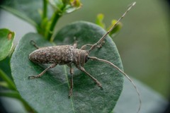 Lochmaeocles cornuticeps