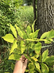 Fraxinus pennsylvanica subintegerrima