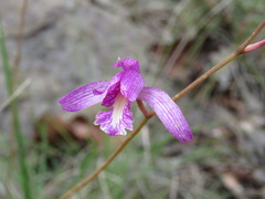 Bletia greenwoodiana