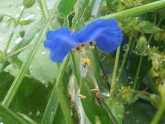 Commelina communis