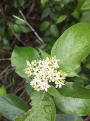 Cornus sericea sericea
