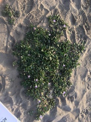 Nolana paradoxa