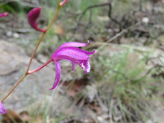 Bletia greenwoodiana