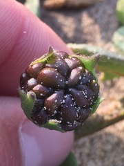 Nolana paradoxa