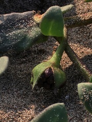Nolana paradoxa
