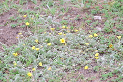 Potentilla candicans