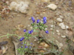 Salvia nana