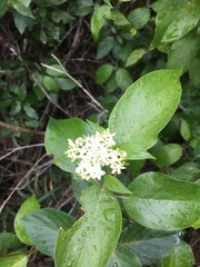 Cornus sericea sericea