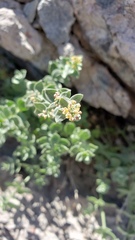 Galium grayanum grayanum
