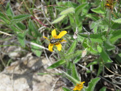 Acmaeodera solitaria
