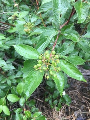 Cornus sericea sericea
