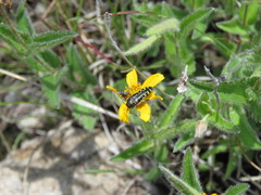 Acmaeodera solitaria