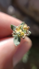 Galium grayanum grayanum