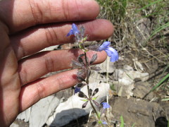 Salvia heterotricha