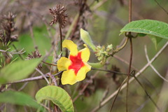 Mandevilla hirsuta