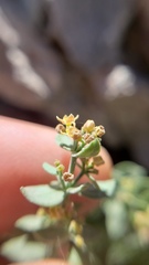 Galium grayanum grayanum