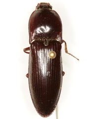 Melanactes